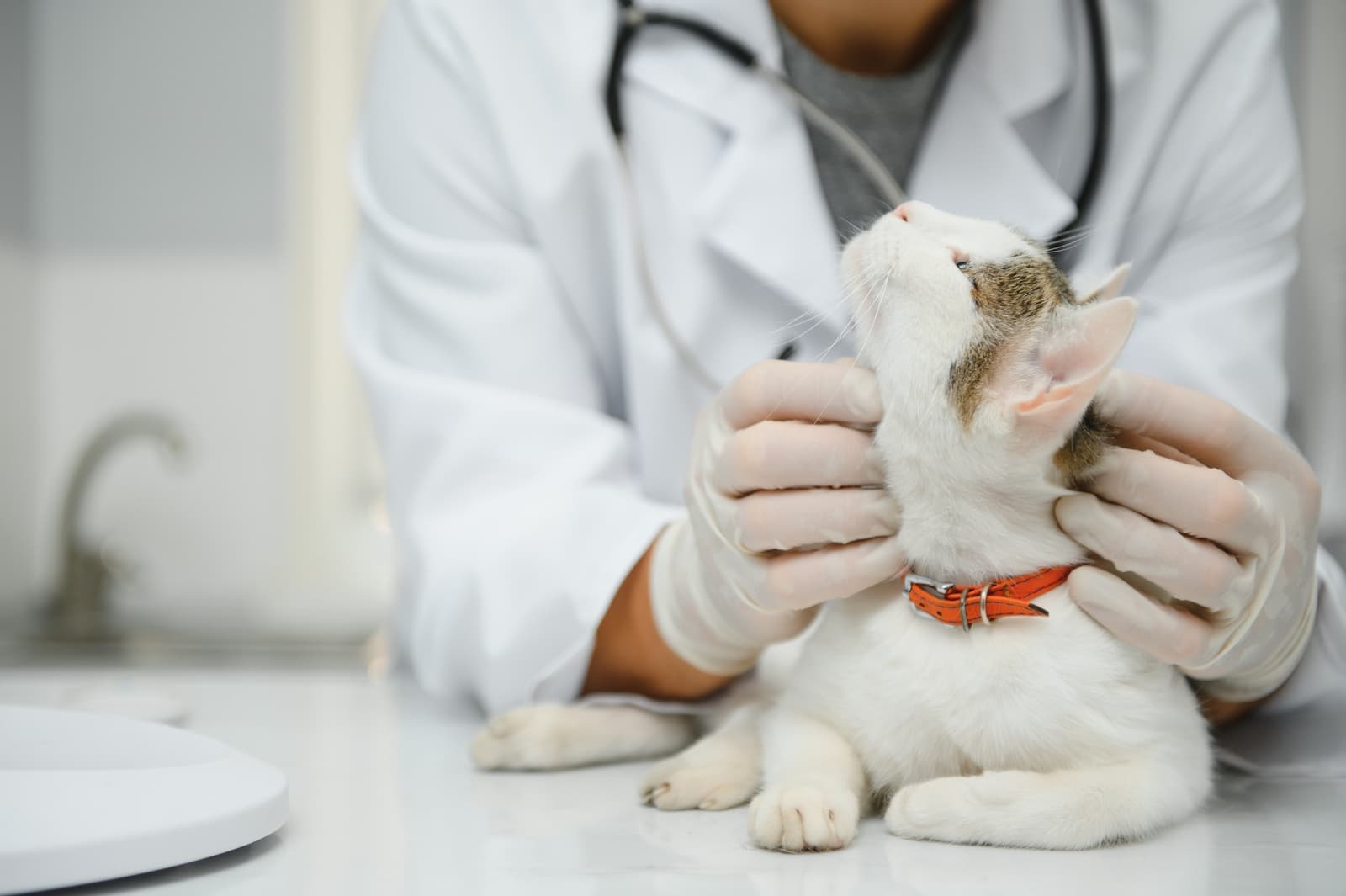 Wellness for pets at Uptown Veterinary Clinic