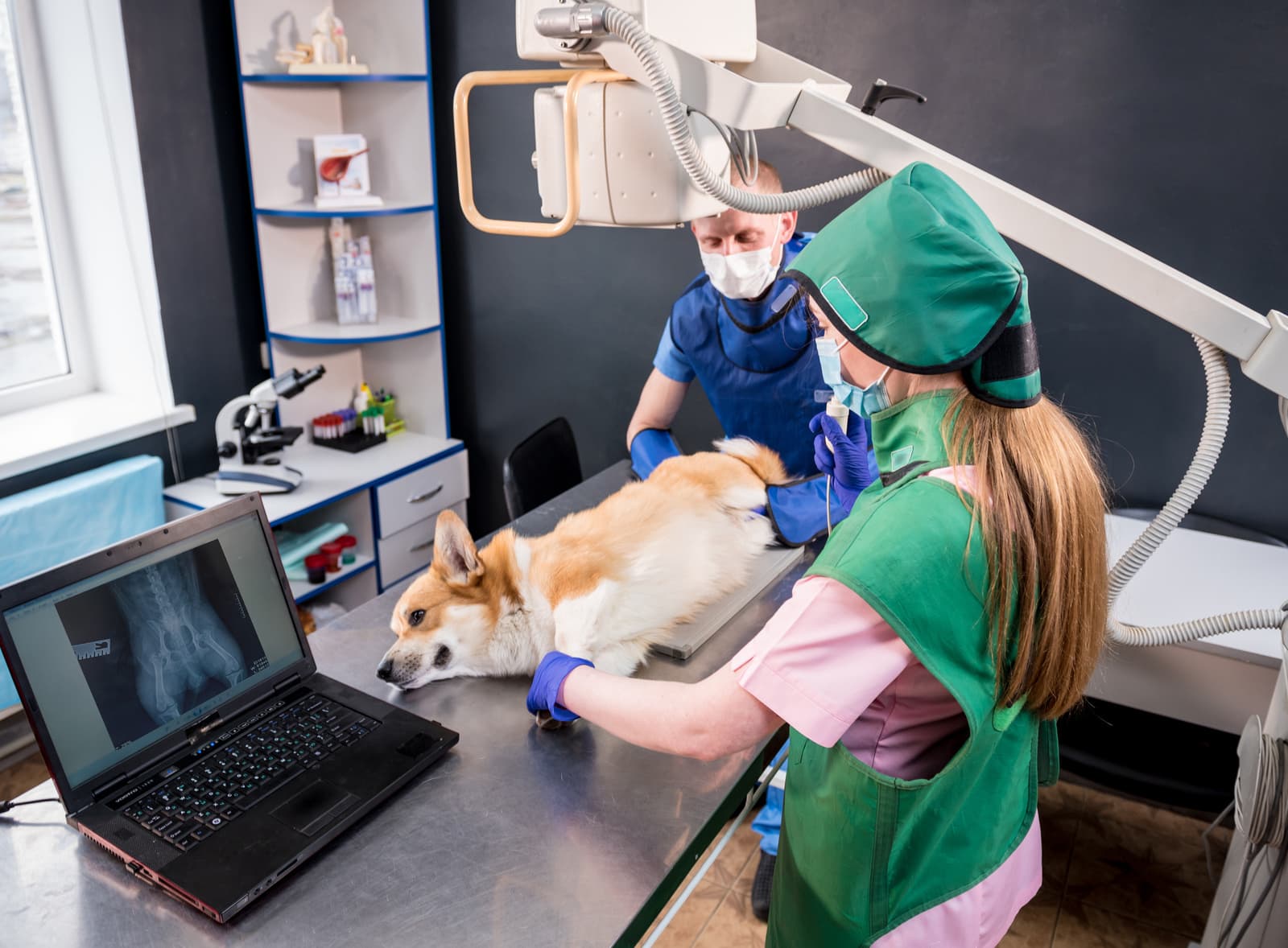 In-House Diagnostics for pets at Uptown Veterinary Clinic