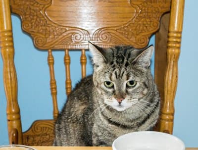 Pet of the Month – March 2016