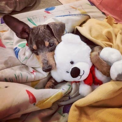 Pet of the Month – March 2018