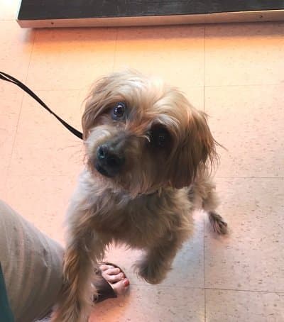 Pet of the Month – June 2016