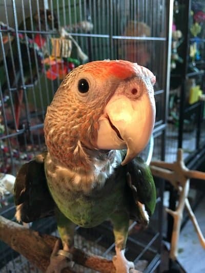 Pet of Month – August 2016