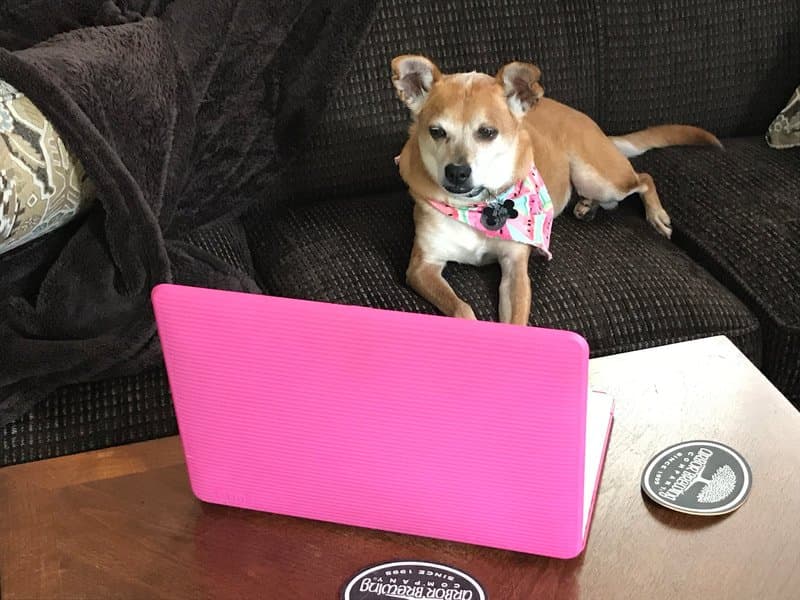 Pet of the Month – January 2019