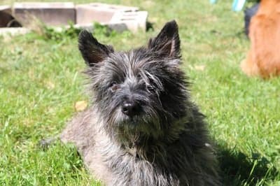 Pet of the Month – September 2016