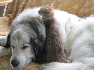 Pet of the Month – May 2018