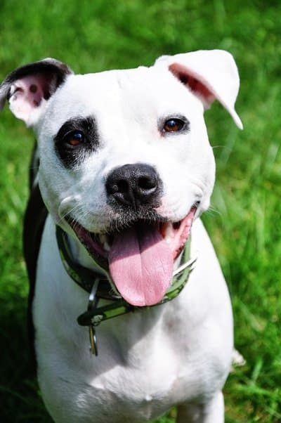 Pet of the Month-January 2017