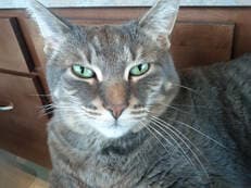 Sid, Retired Clinic Cat at Uptown Veterinary Clinic