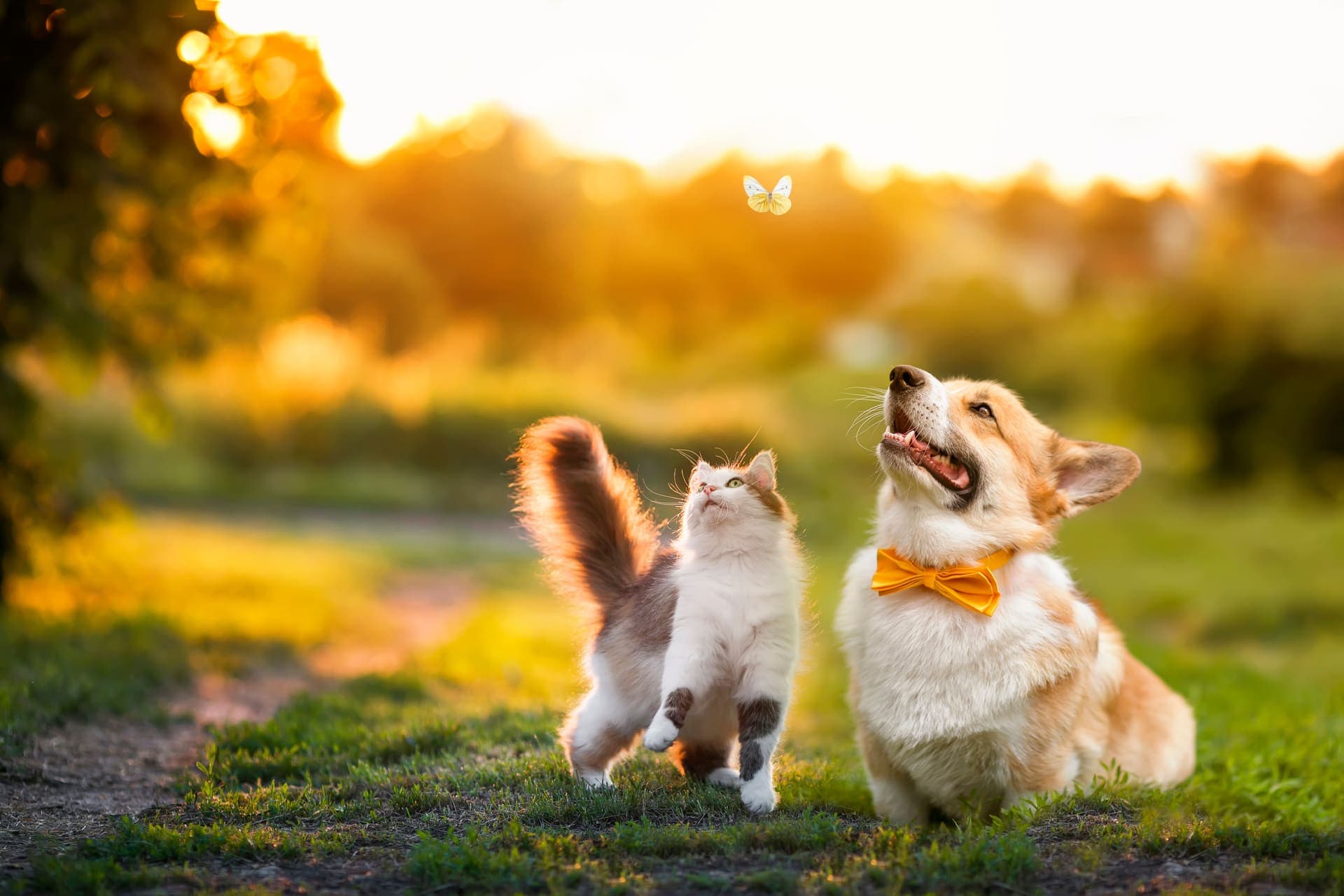 Veterinary Blog at Uptown Veterinary Clinic in Ann Arbor, Michigan