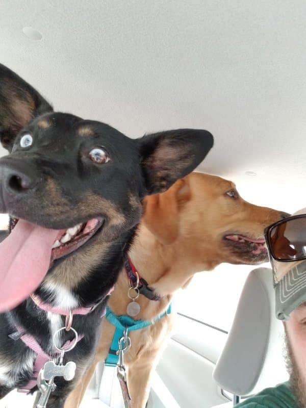 Pet of the Month – May 2019