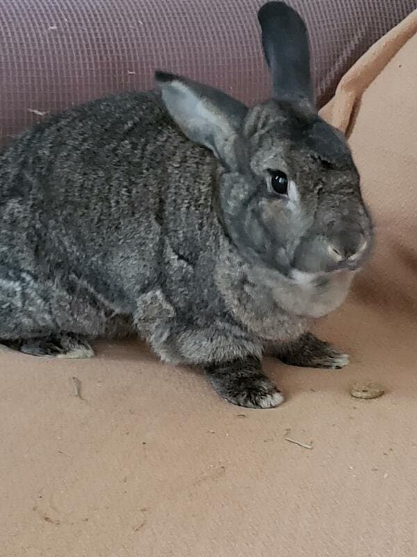 Pet of the Month – April 2019