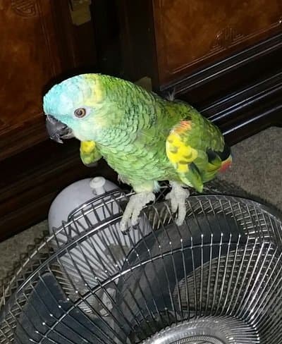 Pet of the Month – May 2016