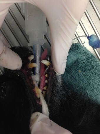 Coming Clean About Dental Cleanings