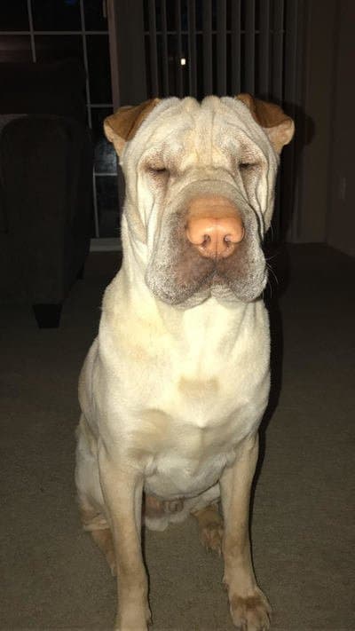 Pet of the Month – May 2017