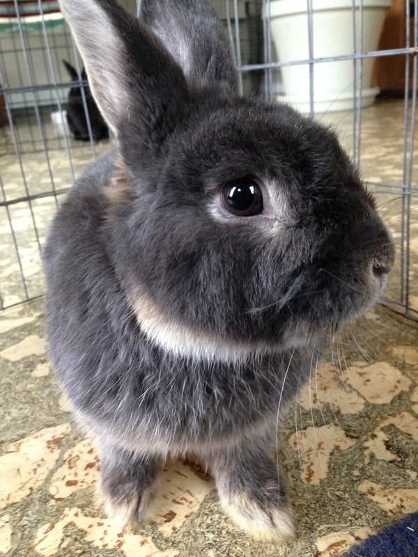 Pet of the Month – July 2016
