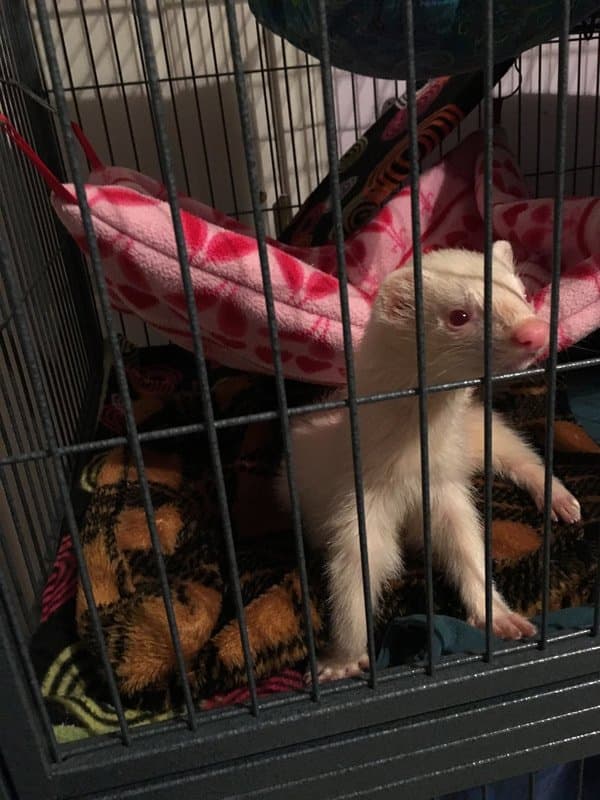 Pet of the Month – February 2019