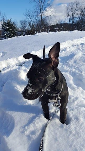 Pet of the Month – April 2018